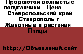 Продаются волнистые попугаичики › Цена ­ 300 - Ставропольский край, Ставрополь г. Животные и растения » Птицы   